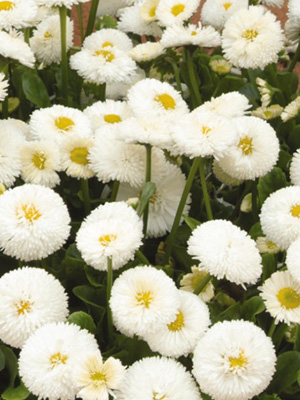 BELLIS perennis Bellissima White